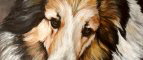 Pet Portraits by Clina Polloni