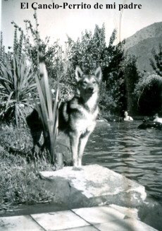 El Canelo-Perrito de mi padre
