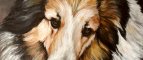 Pet Portraits by Clina Polloni
