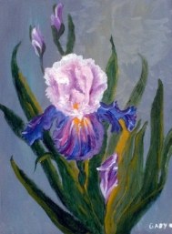 Tulipa